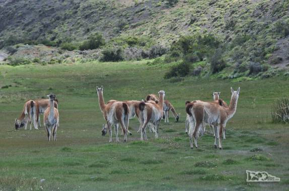 Encontro com guanacos no nosso caminho para o parque Torres del Paine, no sul do Chile